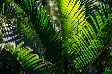 Dark and moody tropical background of green fronds of palm plants backlit by golden sunlight