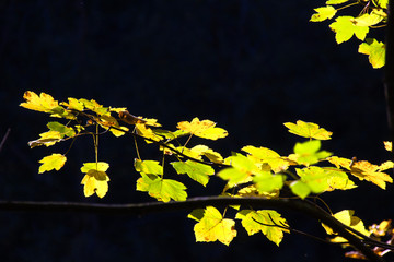 Herbstkontrast