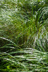 Scenic morning background of long blades of thin green grass laden with drops of dew shining in the sun
