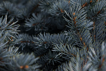 Naklejka na ściany i meble Background of some pine branches