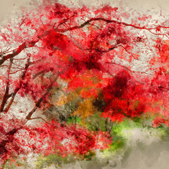 Digital watercolor painting of Beautiful colorful vibrant red and yellow Japanese Maple trees in Autumn Fall forest