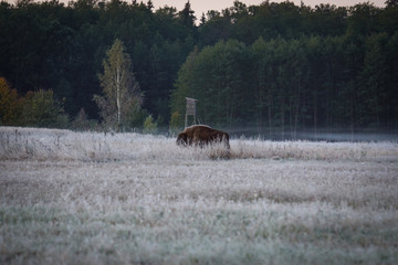 Żubr © dulak