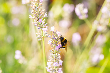 Closeup of bee on lavender in a field in Provence, France