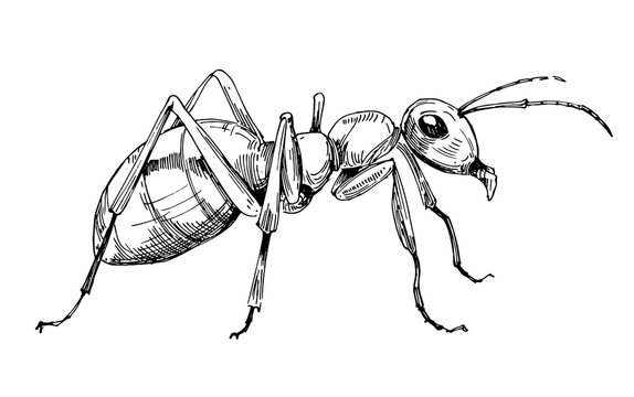 Ant sketch. Hand drawn illustration converted to vector