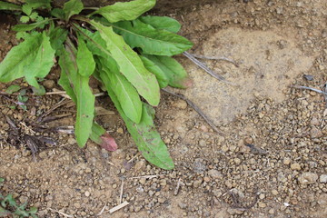 Green plants in the garden nature background copy space