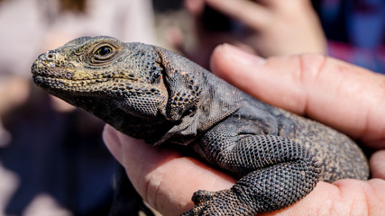 A Chuckwalla (Sauromalus ater) getting hold in the Mojave desert, USA