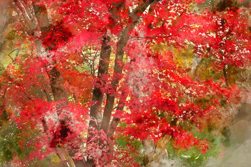 Fototapeta premium Digital watercolor painting of Beautiful colorful vibrant red and yellow Japanese Maple trees in Autumn Fall forest