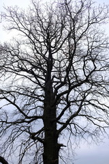 an old tree without leaves against the sky