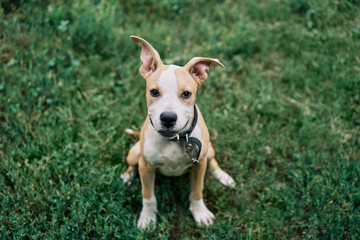 Cute small American Staffordshire Terrier puppy sitting outdoors