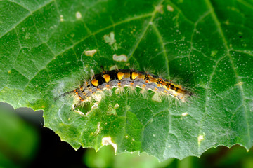 Raupe des Schlehen-Bürstenspinner (lat. Orgyia antiqua)