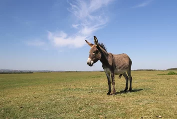 Foto op Aluminium Funny curious donkey on the pasture © Geza Farkas