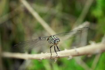 The Common Flangetail dragonfly is commonly seen in Thailand and Asia the size can be medium and large with yellow and black as pattern. Its wings are clear accented with black lined veins, dragonfly 
