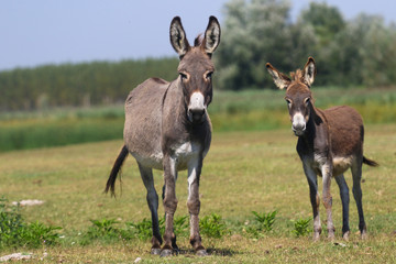 Two curious donkeys on the floral pasture © Geza Farkas
