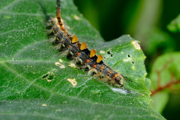Raupe des Schlehen-Bürstenspinner (lat. Orgyia antiqua)