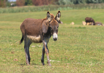 Brown baby donkey on the countryside