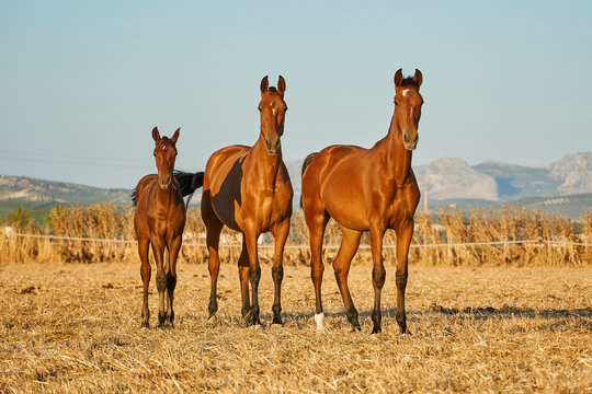 Spanish Horses In The Farm. Andalusia. Spain