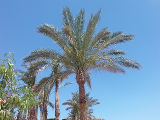 Naklejka premium Sommità palma