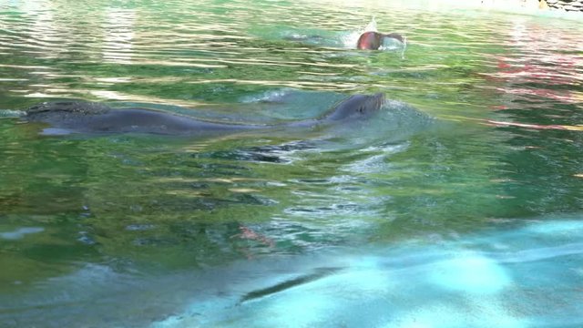 Seal swimming in front of the camera against sunny water surface. 4K. Slow motion