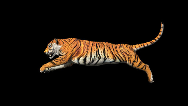 Bengal Tiger Standing Growl 3d Renderin Stock Illustration