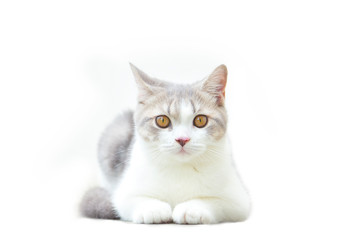 Scottish Fold kittens are sitting on white background. Portrait of the kittens are sitting for look something. The cat is waiting to eat.