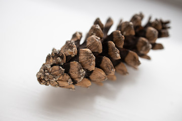 Pine cone #1