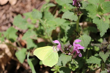 MARIPOSA CON ALAS AMARILLAS POLINIZANDO UNA FLOR MORADA