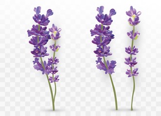 3D realistic lavender isolated on transparent background. Beautiful violet flowers. Fragrant bunch lavender. Fresh cut flower. Vector illustration - obrazy, fototapety, plakaty