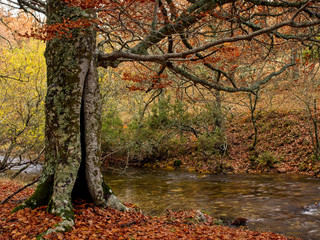 Beech trees along the path of the Jarama River, Hayedo de Montejo. Madrid Spain