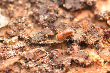  Buchdrucker oder Großer achtzähniger Fichtenborkenkäfer (Ips typographus)