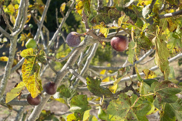 Figs growing on fig tree in rural Portugal