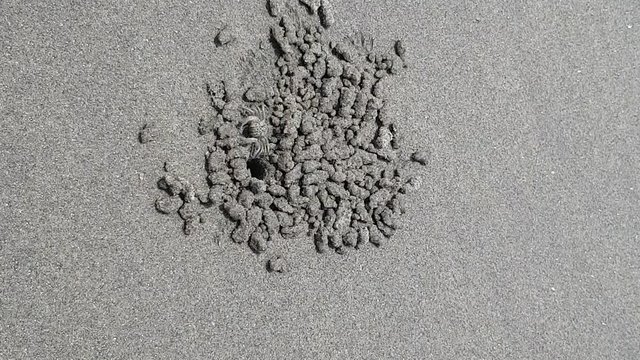 Crab on the beach of ocean eats sand. Top view. Summer wind day. India, GOA.