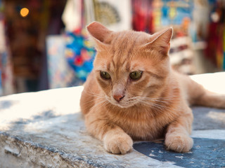 Red cat lying on stone railing
