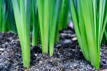 Farmer giving chemical fertilizer to young plant.