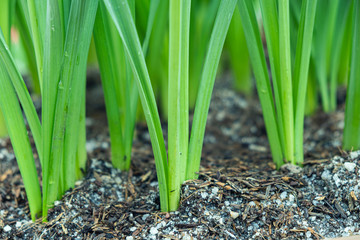 Farmer giving chemical fertilizer to young plant.