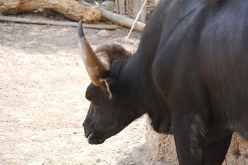 gayal grande y oscuro con una gran cornamente