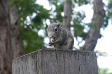 Naklejka na ściany i meble Feeding the squirrels on the trees