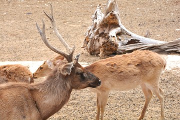 ciervo mirando fijamente