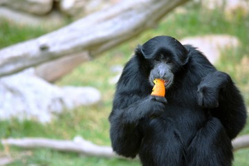 Fototapeta premium mono comiendo una deliciosa naranja
