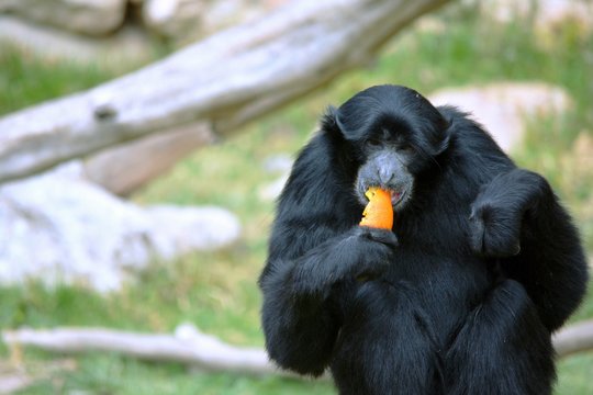 mono comiendo una deliciosa naranja