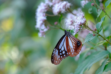 フジバカマの花の蜜を吸うアサギマダラ