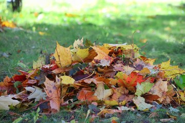 Colorful dry leaves on the green grass in autumn season. Nature background concept.
