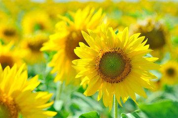 Sunflower