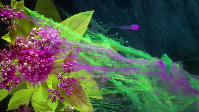 Japanese spirea (Spiraea japonica). Acrylic colors and ink in water.