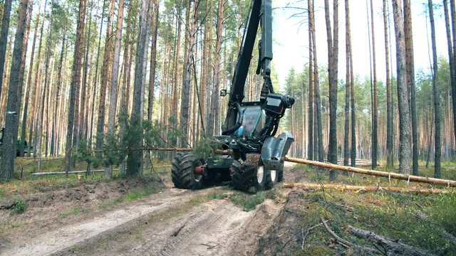 Mechanical harvester is chopping a tree. Deforestation, forest cutting concept.