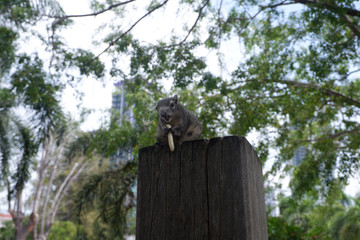 Feeding the squirrels on the trees