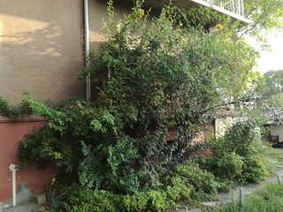 the terrace of the house overgrown by the plant