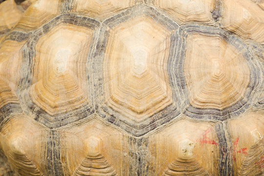 Yellow turtle shell background image
