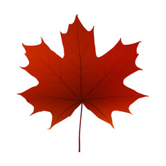 Autumn red maple leaf isolated on a white background, vector illustration