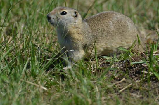 Richardson-Ziesel (Urocitellus richardsonii)