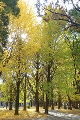 黄色く色付いた蘆花公園のイチョウ